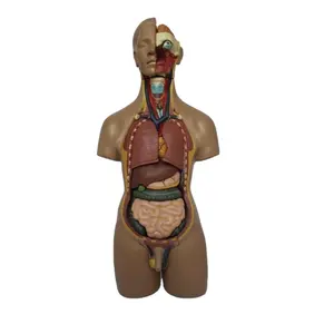 DARHMMY 55 cm Unisex-Torso medizinisches Wissenschaftsmodell mit 20 Teilen für das Studium der menschlichen Anatomie