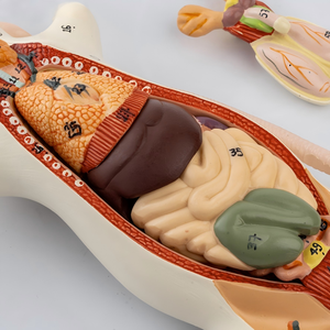 Modelos de Ratón y <span class=keywords><strong>Rata</strong></span> de PVC Blanco con Anatomía de Órganos Internos para Disección Educativa en Ciencias Médicas - Marca OEM - Product Image 4