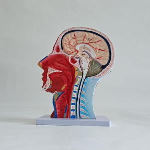 Modèle de mannequin visage et cou avec muscles, nerfs et vaisseaux superficiels - Product Image 3