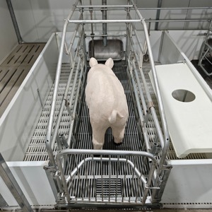 Chuồng nuôi lợn sinh đôi với sàn nhựa có rãnh để chăm sóc heo con dễ dàng - Product Image 6