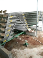 Système d'élevage commercial de cages à cailles / cages à cailles pour la production d'œufs / cages à cailles de type étagé HJ-QCX500
