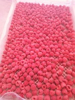 Bulkbessen Bevroren Frambozen Iqf Fruit Hele Oorsprong China Export Rusland