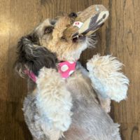 Jouet à mâcher pour chien en feutre de laine écologique fait main, en cuir de vache, pour raton laveur, durable, pour la dentition des chiots, jouet molaire, anti-anxiété, interactif pour animaux de compagnie