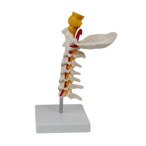 <span class=keywords><strong>Esqueleto</strong></span> de PVC de tamaño real, modelo de 7 vértebras cervicales con hueso occipital, tronco encefálico, nervios, vasos sanguíneos para ciencia médica - Product Image 5