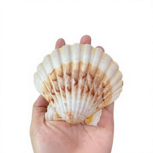 Conchas Marinas Naturales Ecológicas Pulimentadas de Estilo Folclórico, Colección de Conchas Blancas y Amarillas para Manualidades, Decoración del Hogar, Bodas y Fiestas - Product Image 1