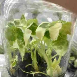 ต้นเนื้อเยื่อต้นไม้อโลเซีย Frydek สำหรับสวนและสวน - Product Image 2