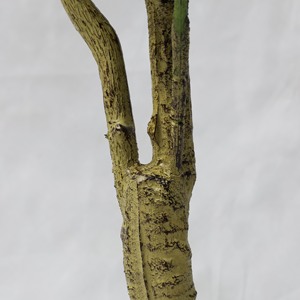 Grand <span class=keywords><strong>olivier</strong></span> artificiel sur mesure <span class=keywords><strong>pour</strong></span> l'aménagement paysager des hôtels et la décoration intérieure, <span class=keywords><strong>olivier</strong></span> en <span class=keywords><strong>pot</strong></span> de style scandinave populaire - Product Image 4