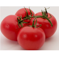 Tomates rouges fraîches de ferme, cultivées naturellement, de haute qualité, juteuses, qualité export, ingrédient alimentaire pour la cuisine et les salades, Ocean