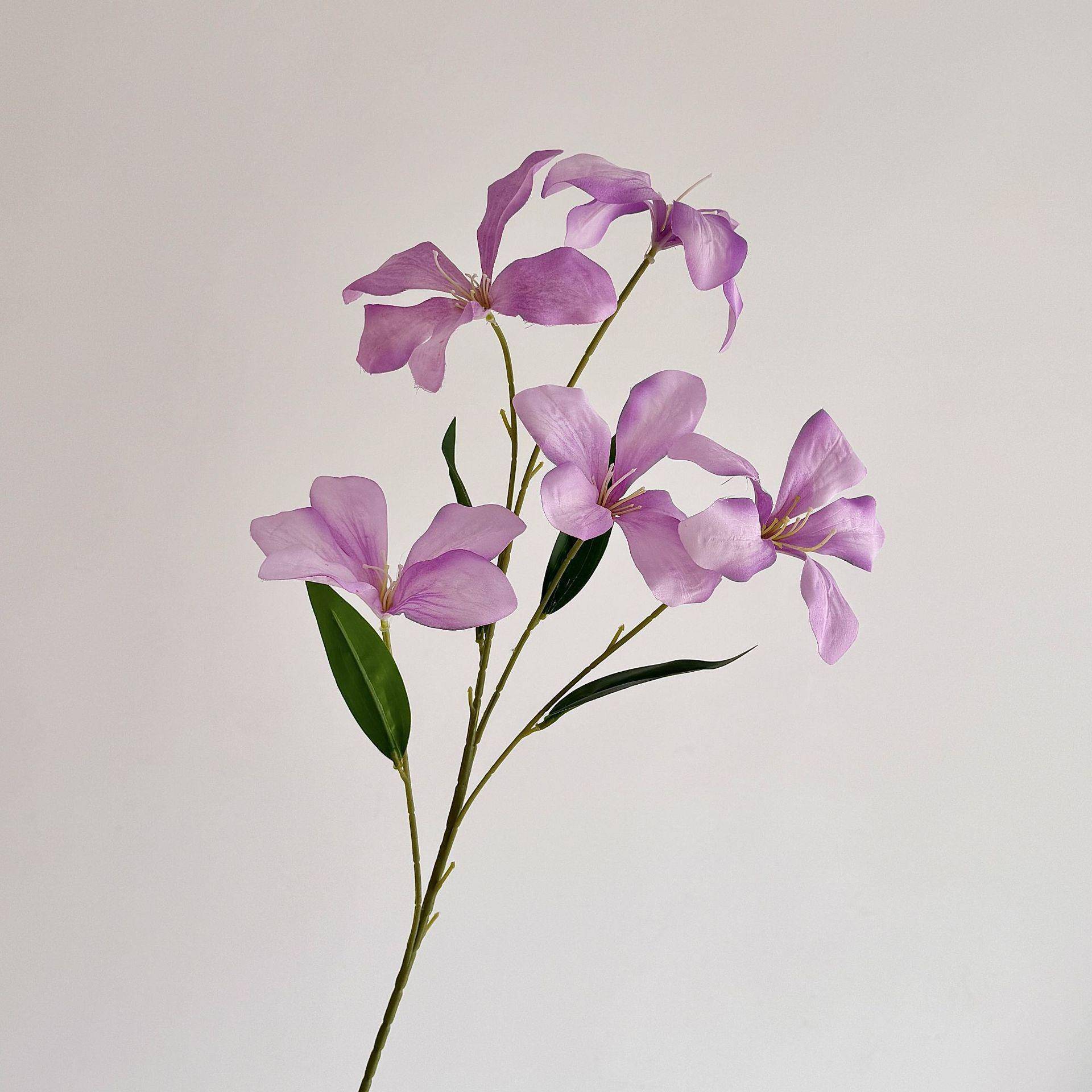 Flame orchid light purple
