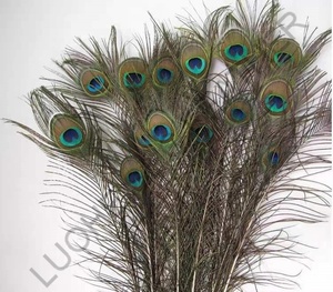 Plumes naturelles <span class=keywords><strong>Plume</strong></span> de paon <span class=keywords><strong>indien</strong></span> pour la <span class=keywords><strong>d</strong></span>écoration de robe de mariée Costumes de carnaval - Product Image 2