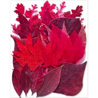 Feuilles de frêne rouge séchées naturelles et feuilles de fougère mélangées pour scrapbooking, fabrication de cartes et décoration de coques de téléphone