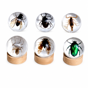 Presse-papiers en résine fait main avec spécimen d'insecte, collection nature personnalisée, décoration de bureau, cadeau pour la maison ou le bureau - Product Image 4
