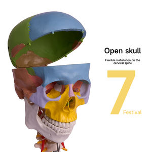 L027A Crâne de couleur modèle de science médicale avec 7 vertèbres <span class=keywords><strong>cervicales</strong></span> Anatomie étude <span class=keywords><strong>squelette</strong></span> pour la formation médicale - Product Image 4