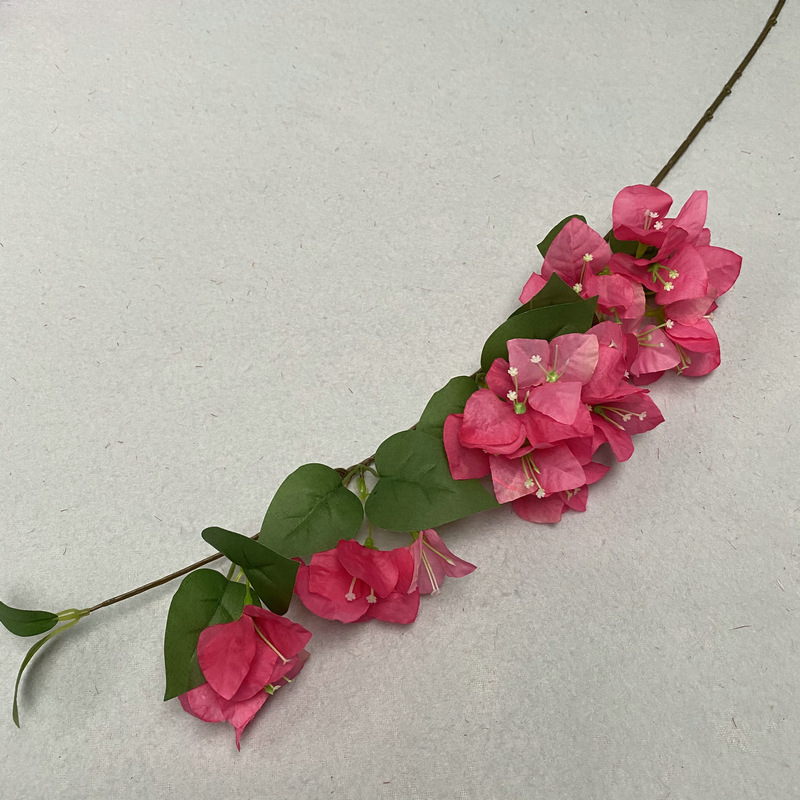 Rose Petit#2