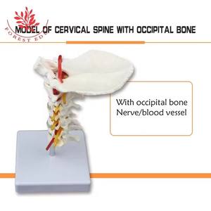 Wervelkolom Model Levensgroot 7 Halswervels Occipitale Botmodel Prothese Medische Halswervel Menselijk Anatomisch Model - Product Image 6