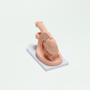 Modello del Sistema Riproduttivo Maschile, Modello Didattico per Cateterismo Uretrale di Base - Product Image 6