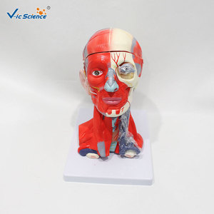 Modèle anatomique détaillé de la tête et du cou avec cerveau ; modèle pédagogique médical de la structure détaillée de la tête et du cou humains. - Product Image 1