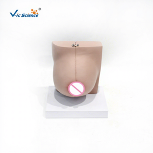 Modelo de anatomía mamaria para enseñanza médica, modelo de senos en fase de reposo de mujeres lactantes, modelo de aumento de senos para belleza, ciencia ginecológica. - Product Image 4