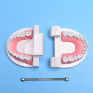 Dental Teeth Model Life Size <b>Removable</b> Oral Health Care for Kids Dental Teaching Model Upper Lower Jaw Educational Supplies - Product Image 2