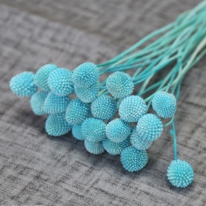 All'ingrosso all'ingrosso decorativo naturale essiccato Craspedia Globosa Billy palla piante conserve fiori - Product Image 5