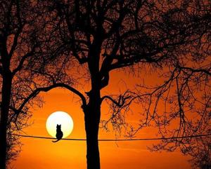 CHENISTORY DZ991941 pittura fai da te con i numeri <span class=keywords><strong>tramonto</strong></span> <span class=keywords><strong>al</strong></span> <span class=keywords><strong>tramonto</strong></span> decorazione della stanza dipingi con i numeri pittura a olio all'ingrosso per numero - Product Image 1