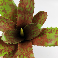 Plante artificielle succulente, nouveau design, fleurs décoratives, décoration de la maison tendance, feuille artificielle, bromélias, pots de plantes décoratifs