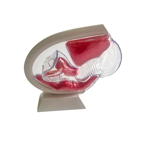 Transparentes PVC-Modell für das weibliche Fort pflanzung system Abnehmbares Uterus-Becken Anatomisches Modell Menstruation tasse für den Unterricht - Product Image 5