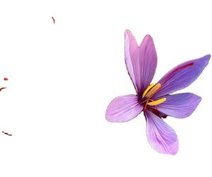 Safron biologique de haute qualité, 20g, meilleur prix disponibles du modèle Isar International - Product Image 3