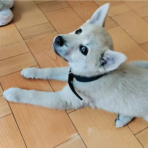 कुत्ते के हार पालतू चोकर नरम फोम के साथ नायलॉन सामग्री से बना एक नरम फोम - Product Image 5