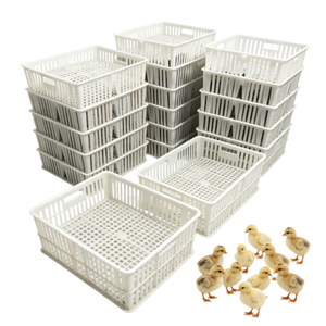 Cesta para pollitos de un día, caja de transporte de PP para 60 pollitos, con 4 compartimentos, de nuevos materiales, para <span class=keywords><strong>venta</strong></span>. - Product Image 2