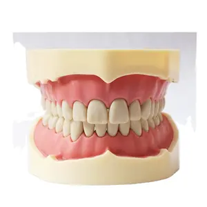 Standard teeth model typodont teeth model for study