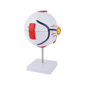 Model mata anatomis terperinci dengan komponen yang dapat dilepas untuk pendidikan medis dan pelatihan imitatif mata - Product Image 1