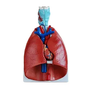 Vida Tamanho 3/4 Modelo de Pulmão Coração Laringe Modelo da Anatomia do Pulmão Tem 7 Partes Removíveis para o Ensino de Exibição Modelo de Torso Humano