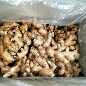 ขิงสดออร์แกนิกคุณภาพสูง ยี่ห้อหยงเจียง ได้รับการรับรองมาตรฐาน GAP ส่งตรงจากกวางสี สำหรับทำอาหาร - Product Image 5