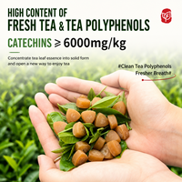 Sugar Free Breath Mints with Tea Polyphenols Natural Herbal Tea Candy for Coffee Tea Lovers Wholesale Bulk Pack
