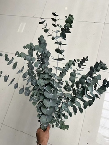 Style nordique feuille douce <span class=keywords><strong>guirlande</strong></span> d'<span class=keywords><strong>eucalyptus</strong></span> tiges fleurs séchées plantes préservées multi fourchette pour la décoration intérieure célébration de noël - Product Image 2