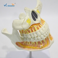 Modelo Anatómico de Dientes Permanentes de 2 Partes, Mandíbula Superior e Inferior Desmontable de PVC para Enseñanza Dental, CE ISO ROHS CNAS