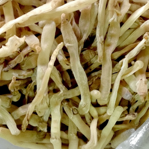 Gusanos Marinos Secos al por Mayor/ Sipunculus Nudus Seco - Product Image 1