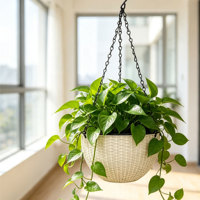 Jardinières suspendues traditionnelles à double pot en PP, auto-arrosantes avec trou de drainage, pour intérieur, extérieur, maison et jardin
