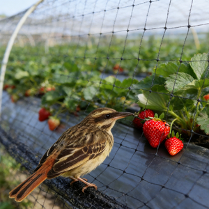<span class=keywords><strong>Malla</strong></span> de Plástico 100% Polipropileno, Anti-Insectos y Anti-Pájaros, para Protección de Plantas en Huertos y Agricultura - Product Image 5