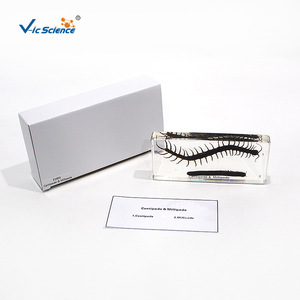 Especímenes encolados de centípedas y milípedas; especímenes encolados para materiales didácticos de biología en escuelas primarias y secundarias. - Product Image 3