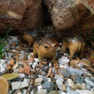 Statue de grenouille grincheuse et queer, statue de décoration de jardin extérieur moche et en colère, décoration de maison amusante et originale, sculpture unique, cadeau - Product Image 4