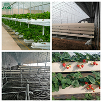 Serre commerciale pour la culture des fraises