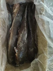 Menyediakan Ikan Lele Beku Clarias Fuscus 6-7 ekor untuk Pasar Pertanian Afrika