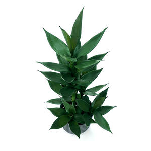 Bambú Artificial de Aspecto Natural, Bambú de Alta Simulación con Maceta de Cerámica, Bambú Artificial para Decoración Interior y Exterior - Product Image 5