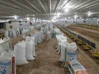 Comment élever un poulet de chair avec moins de travail Ligne d'alimentation et d'abreuvement automatique