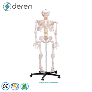 Modèle de squelette humain détachable et déarticulé en PVC, modèle d'ossement complet du corps pour les cours de biologie - Product Image 1