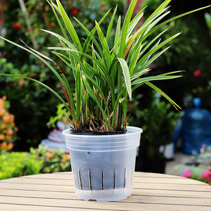 JQ NUOVI <span class=keywords><strong>Vasi</strong></span> <span class=keywords><strong>per</strong></span> <span class=keywords><strong>Orchidee</strong></span> Ecologici e Durevoli con Fori e Sottovasi, <span class=keywords><strong>Vasi</strong></span> in Plastica Trasparente <span class=keywords><strong>per</strong></span> Ripiantare, Dimensioni Personalizzabili - Product Image 2