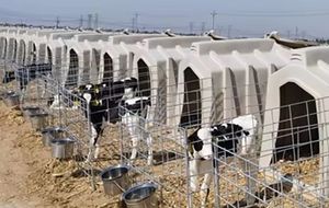 Peralatan Peternakan Sapi Pipa Galvanis Tahan Lama Kandang Pembiakan Anak Sapi Kandang Hewan Pulau Anak Sapi dari Baja Kokoh Kondisi Baru - Product Image 5