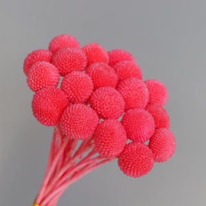 Usine en gros taille moyenne préservée fleurs séchées boule d'or naturel <span class=keywords><strong>Billy</strong></span> bouton Craspedia pour la décoration de mariage - Product Image 3